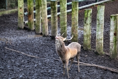 ChesterZoo15_0716