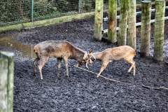 ChesterZoo15_0773