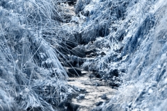 MaccForrest__B__0038