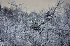 MaccForrest__B__0052