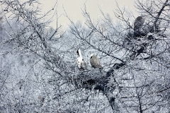 MaccForrest__B__0077