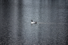 MaccForrest__B__0080