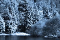 MaccForrest__R__0024