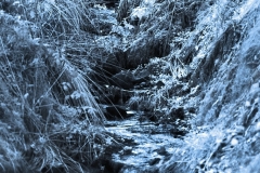 MaccForrest__R__0038