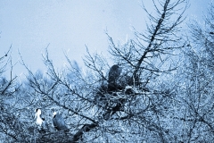 MaccForrest__R__0074