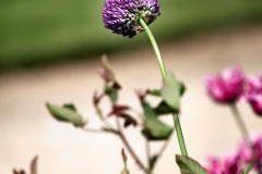 TrenthamGardens_0040