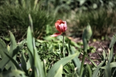 TrenthamGardens_0512