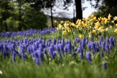 TrenthamGardens_0548