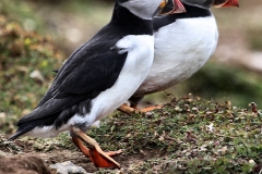 Skomer_Day1_0116