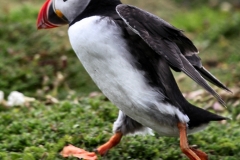 Skomer_Day1_0186