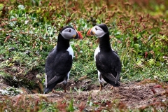 Skomer_Day1_0358