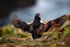 Skomer_Day1_0513