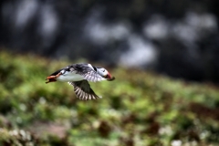 Skomer_Day1_0741