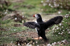 Skomer_Day1_0872