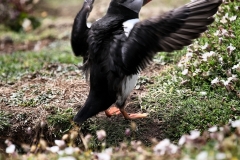 Skomer_Day1_0894