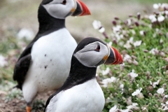 Skomer_Day1_0959