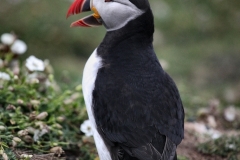 Skomer_Day1_1170