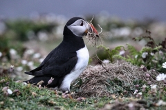 Skomer_Day1_1276