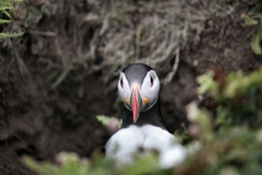 Skomer_Day1_1330