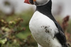 Skomer_Day1_1416