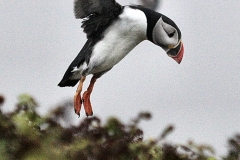 Skomer_Day1_1541