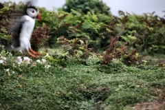 Skomer_Day1_1595