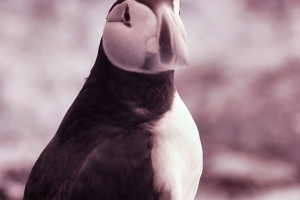 2011-05-30_-_Skomer_-_Day_2