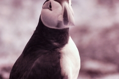 Skomer2__B__0020