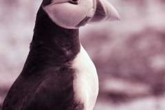 Skomer2__B__0022