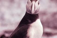 Skomer2__B__0024