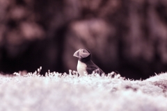 Skomer2__B__0044