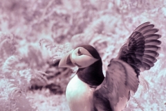 Skomer2__B__0066