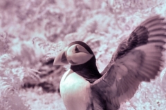 Skomer2__B__0067
