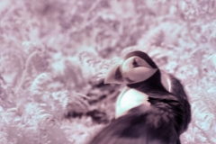 Skomer2__B__0068