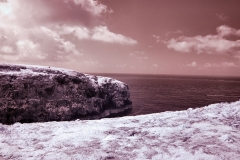 Skomer2__B__0086