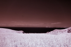 Skomer2__B__0220
