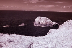 Skomer2__B__0240