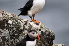 Skomer_Day2_0012