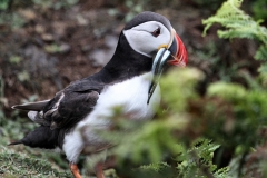 Skomer_Day2_0082