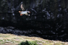 Skomer_Day2_0178