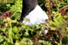 Skomer_Day2_0416
