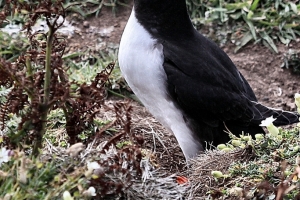 2011-05-31_-_Skomer_-_Day_3