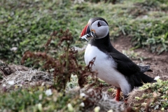 Skomer_Day3_0035