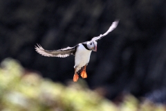 Skomer_Day3_0069