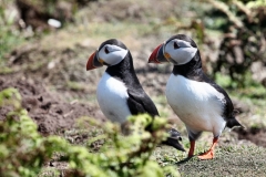Skomer_Day3_0107