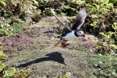 Skomer_Day3_0121
