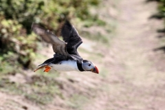 Skomer_Day3_0124