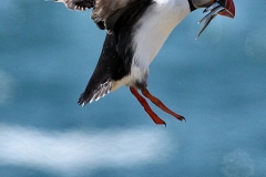 Skomer_Day3_0134
