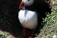 Skomer_Day3_0236