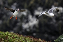 Skomer_Day4_0089